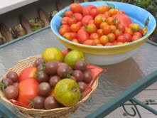 tomatoes